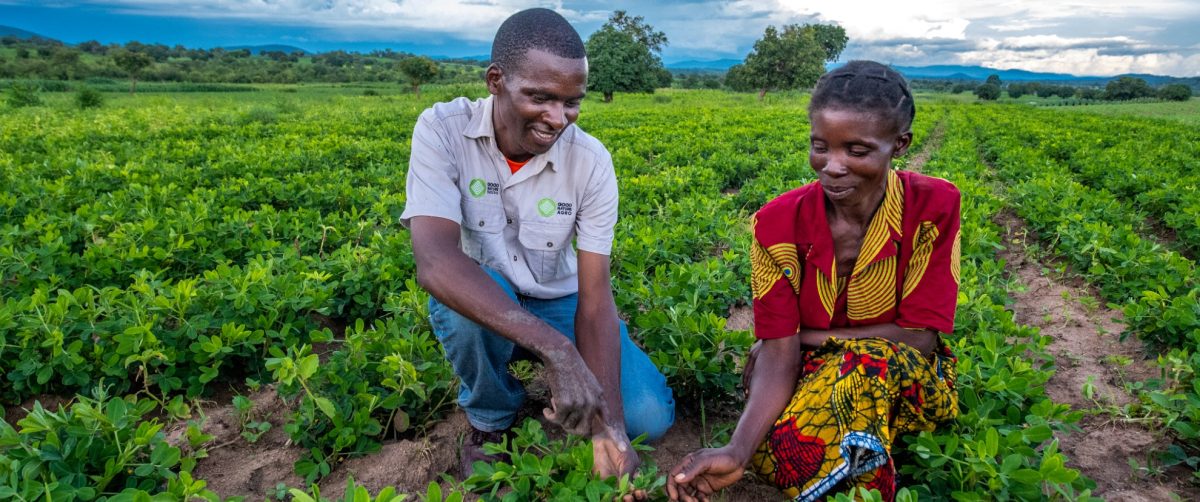 Man en vrouw op het land verbouwen groenten in Afrika
