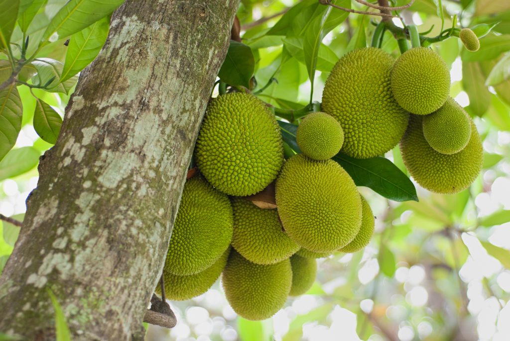 Een boomtak vol jackfruits. Een voorbeeld van alternatieve eiwitten.