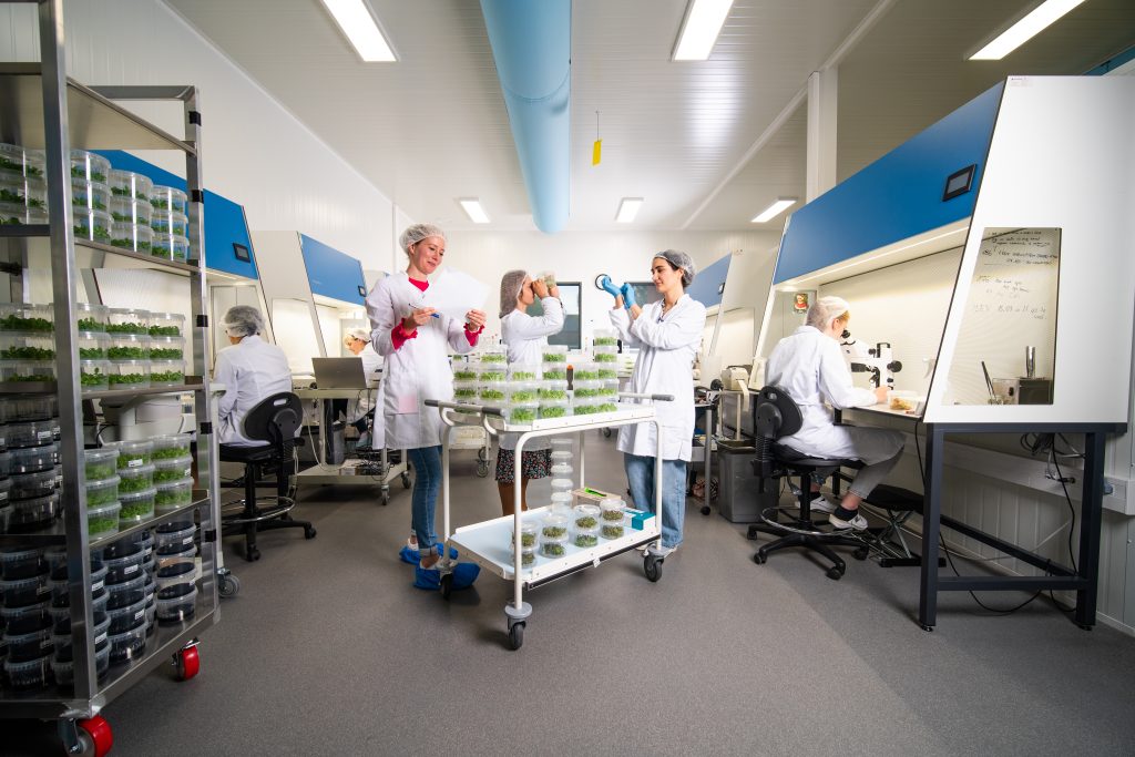 Laboratorium met mensen van Iribov die werken aan weefselkweek en ziektevrije planten