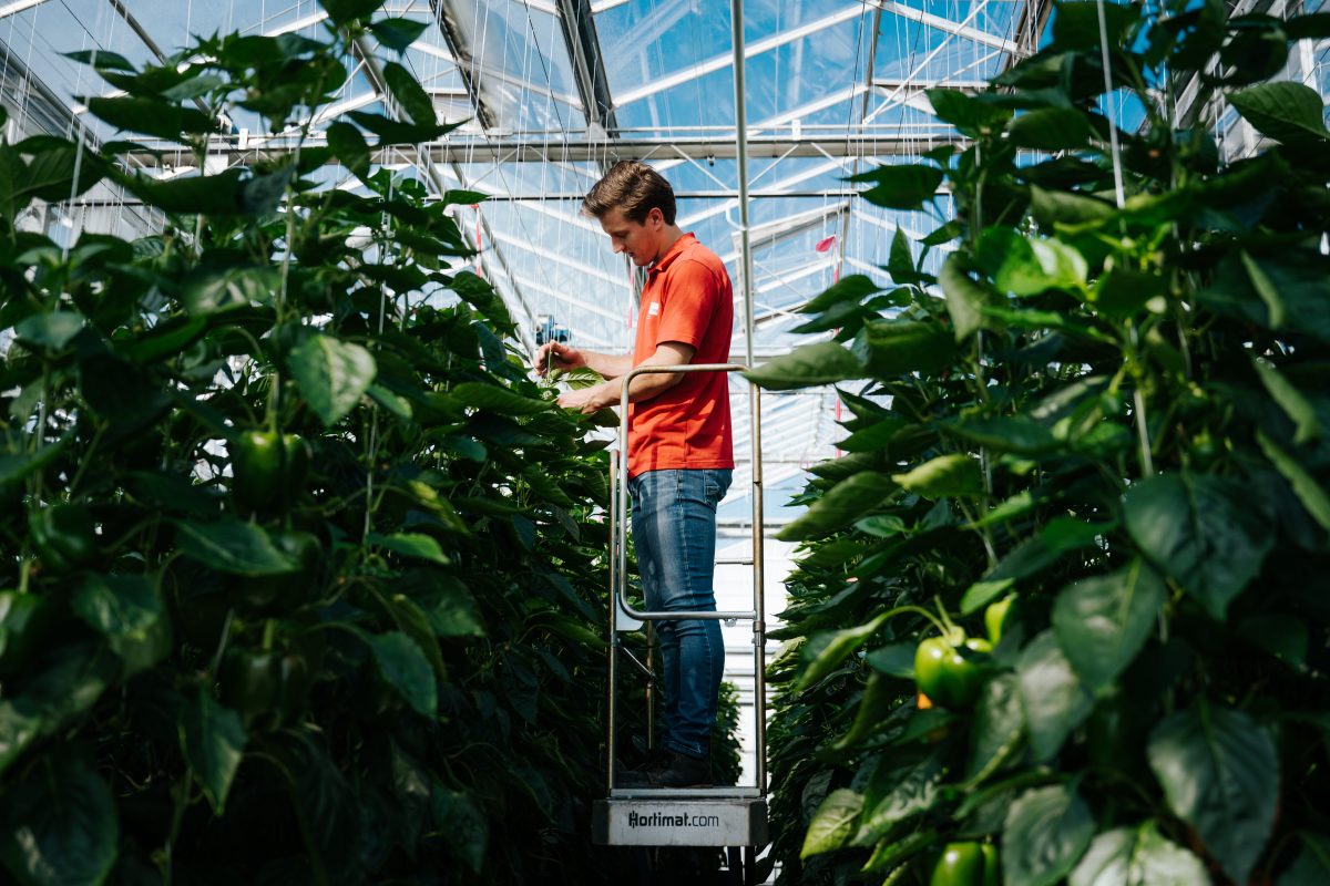 Een persoon die op een ladder staat tussen twee rijen hoge planten in een kas