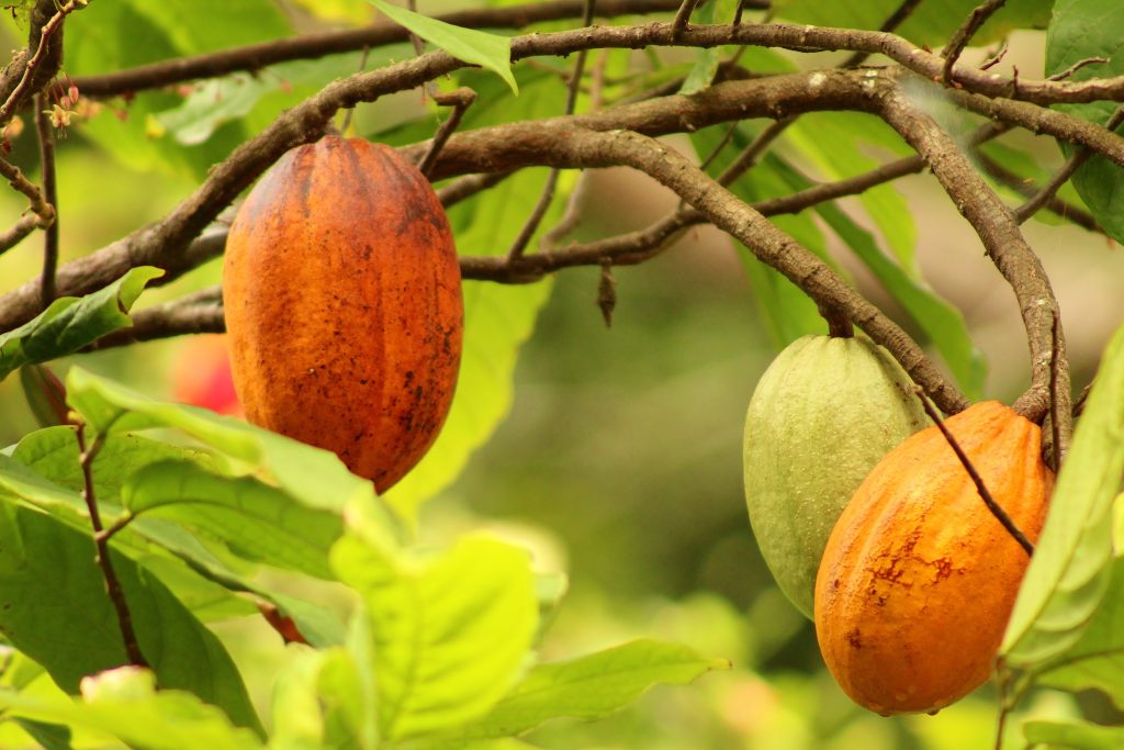 cacaoboon voor ODF