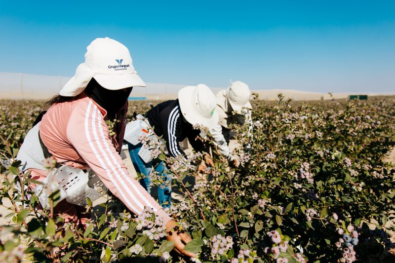 Vrouwen plukken bosbessen in de Ica-vallei in Peru
