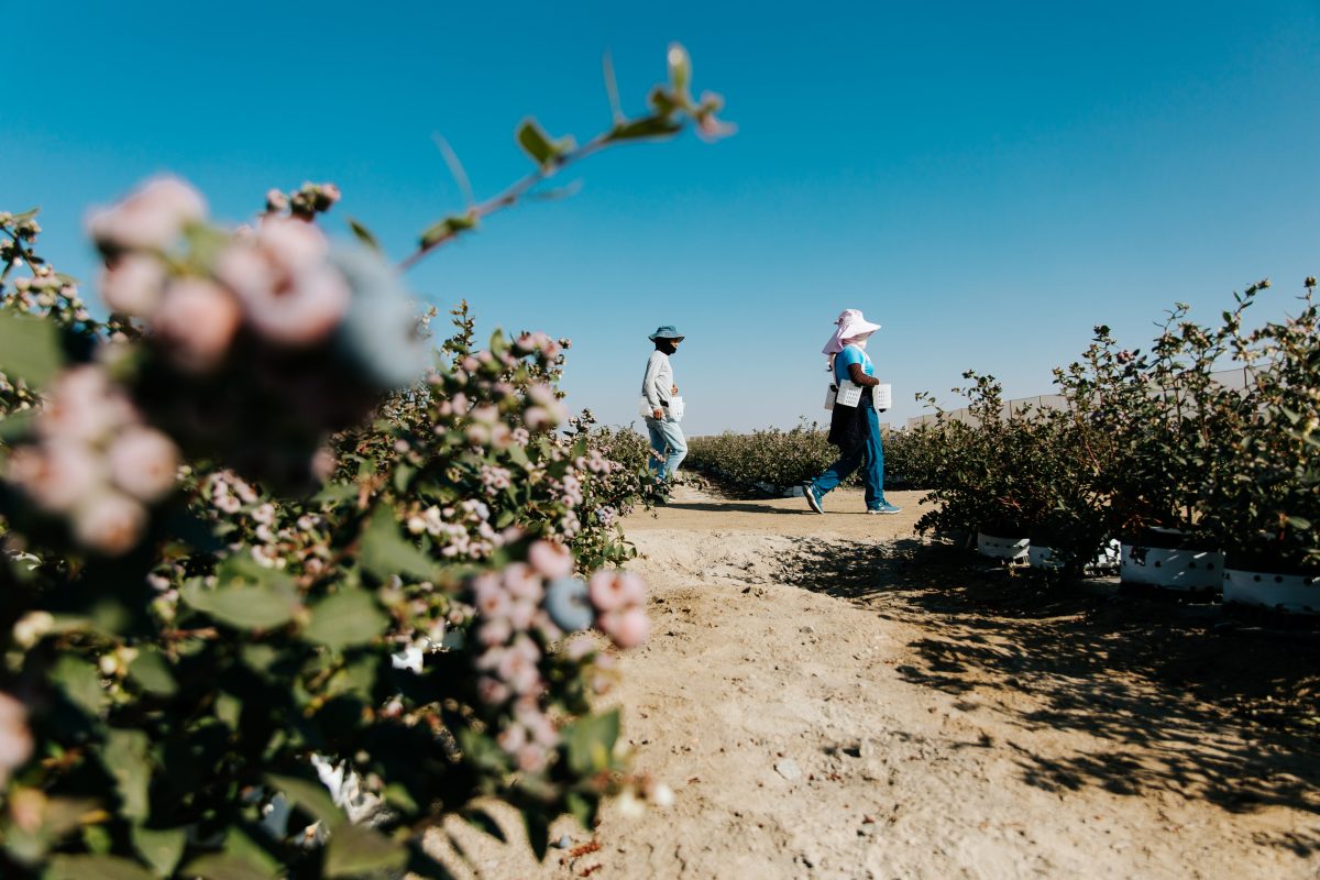 Bosbessen telen in Peru voor ByBlue