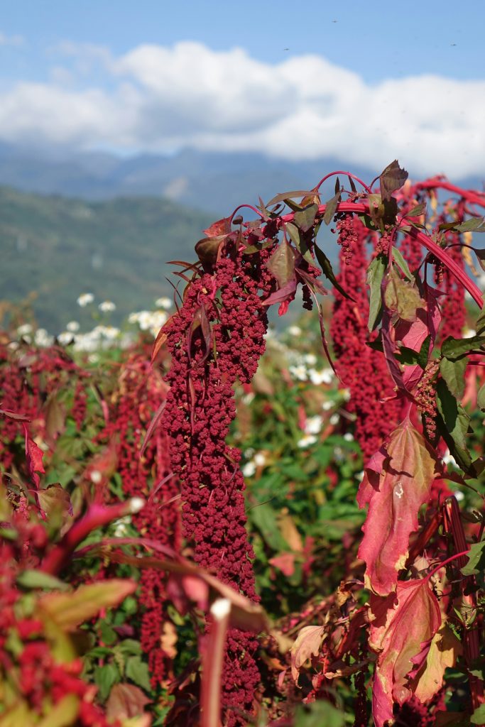 Quinoa-teelt in India